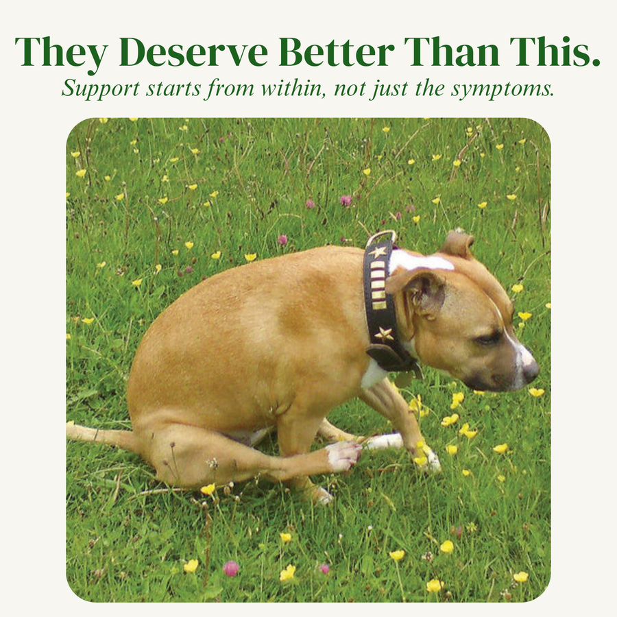 Healthy Paws- Digestive & Gland Health